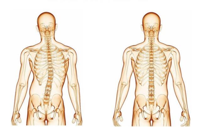 Lumbar Back Brace